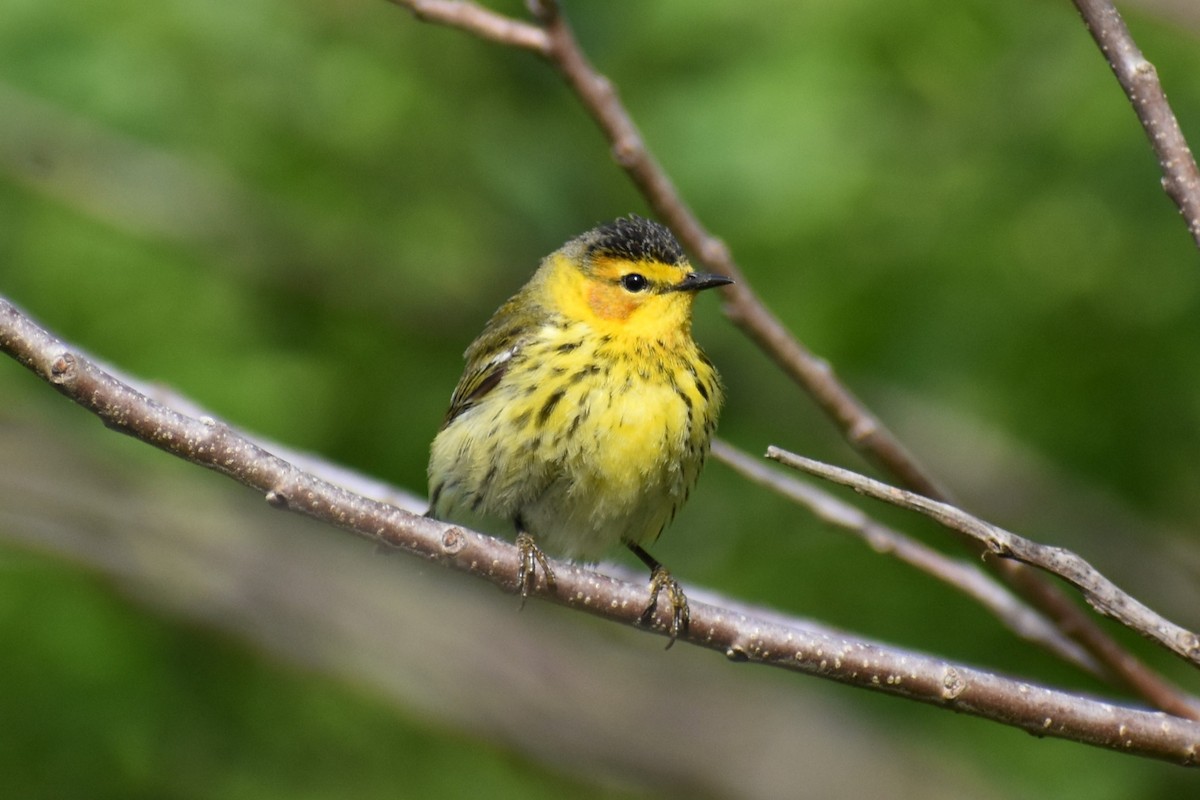 Cape May Warbler - ML619124010