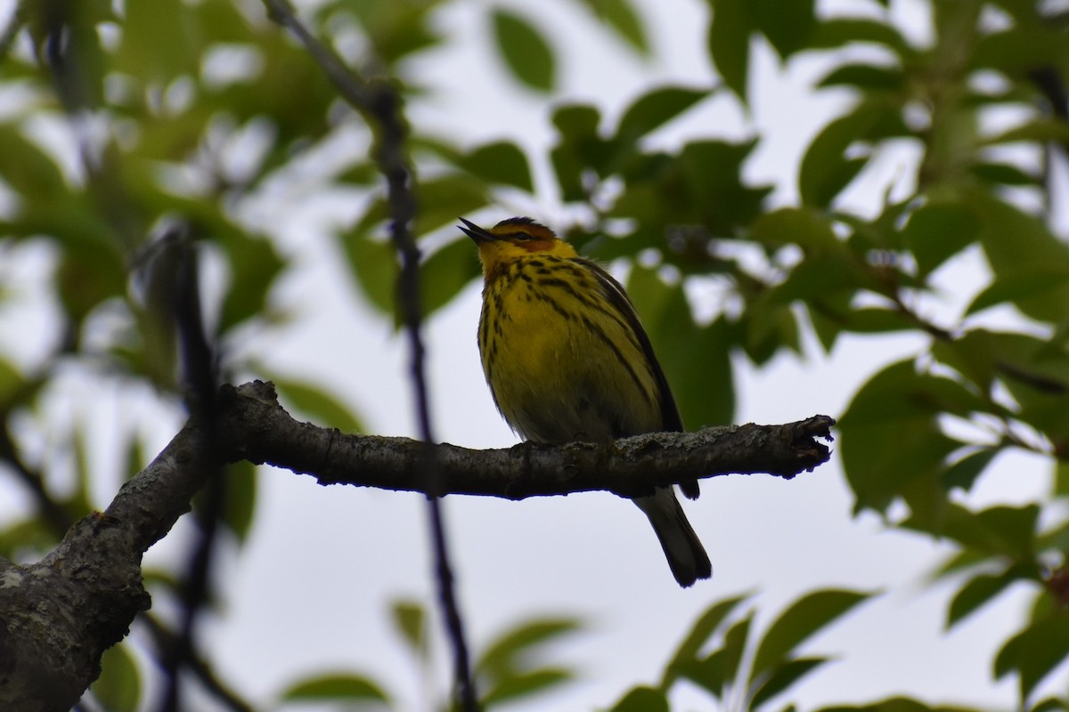Cape May Warbler - ML619124011
