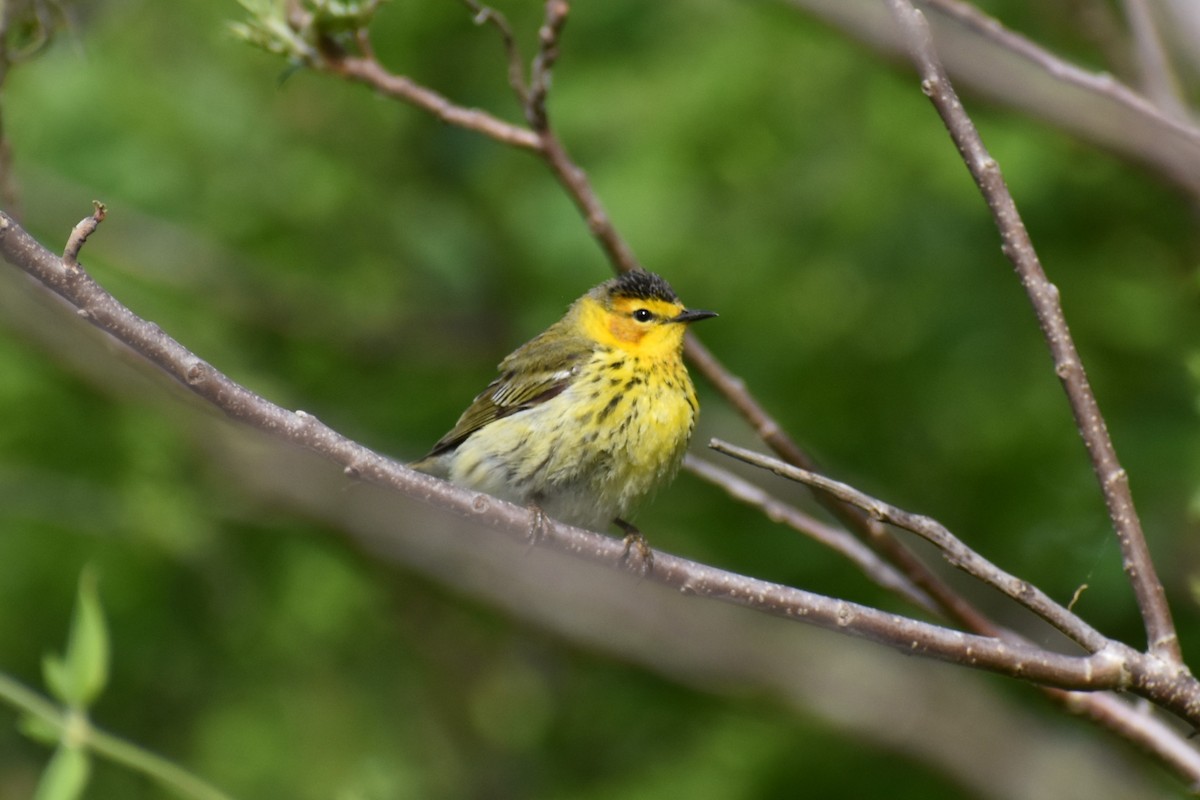 Cape May Warbler - ML619124012