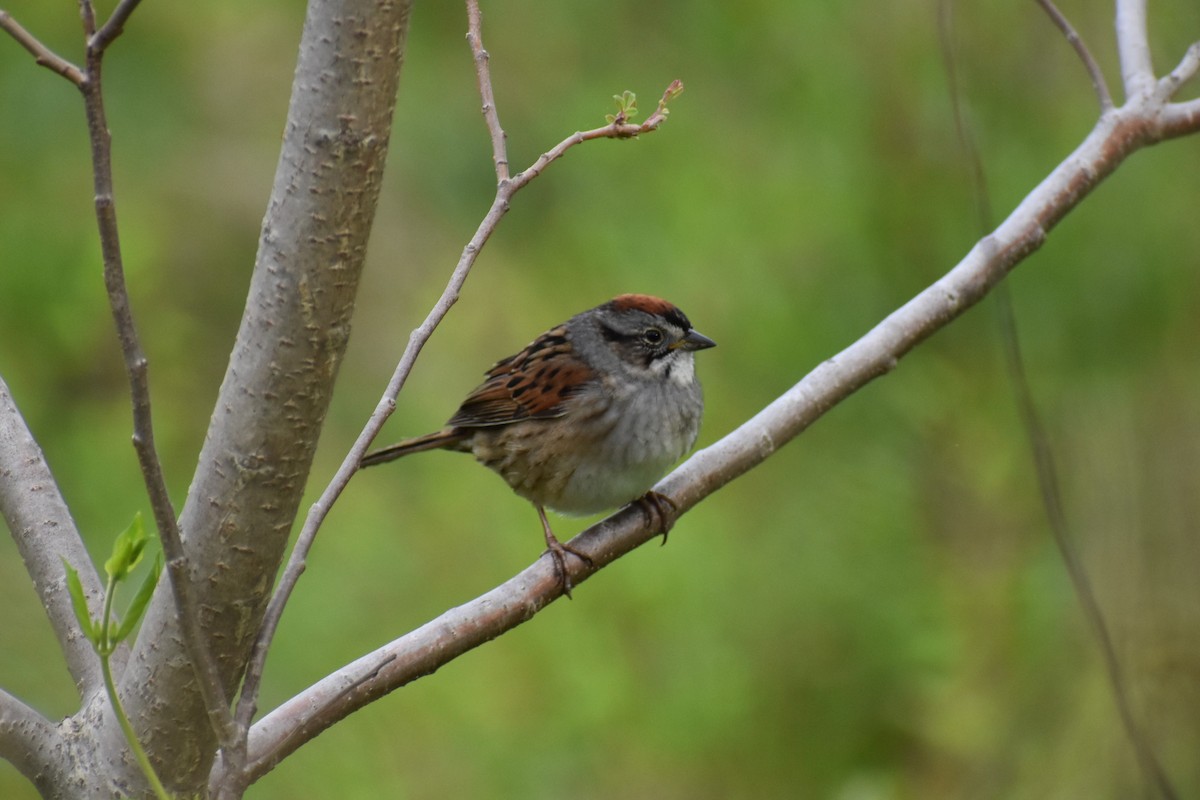Swamp Sparrow - ML619124036