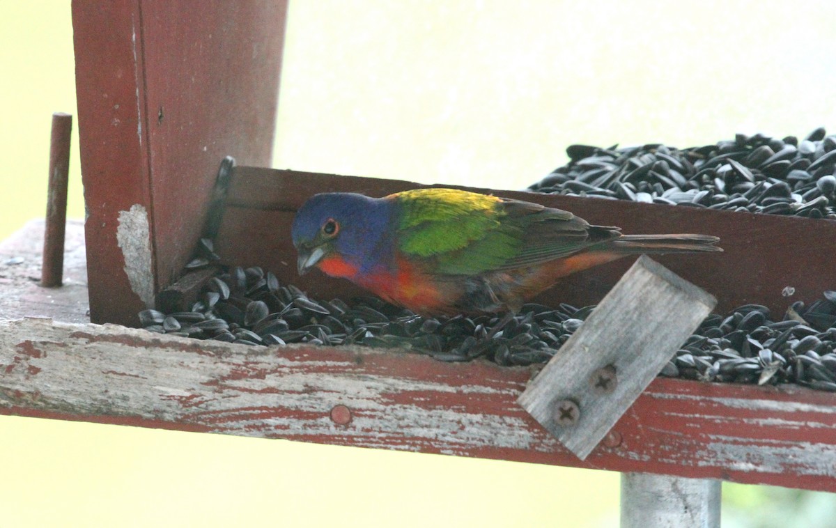 Painted Bunting - ML619124044