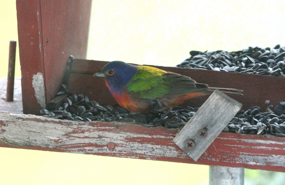 Painted Bunting - ML619124047