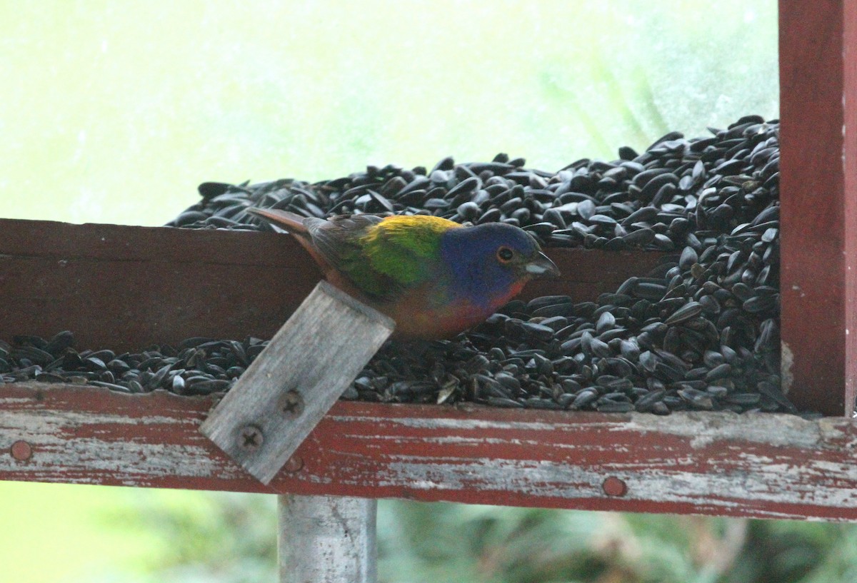 Painted Bunting - ML619124050
