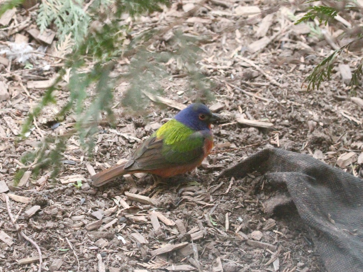 Painted Bunting - ML619124055