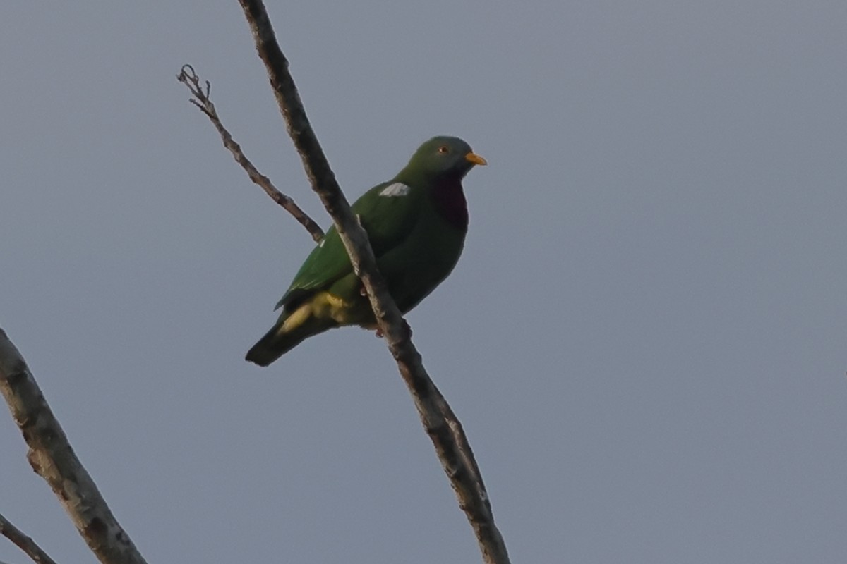 Claret-breasted Fruit-Dove - ML619124067