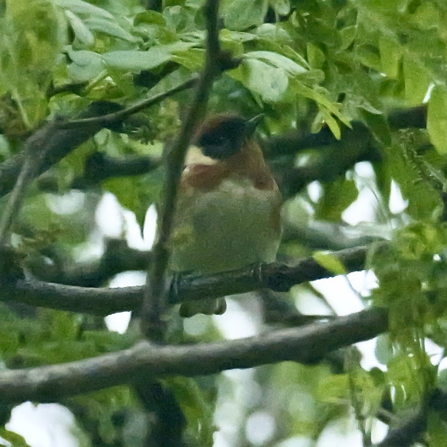 Bay-breasted Warbler - ML619124097