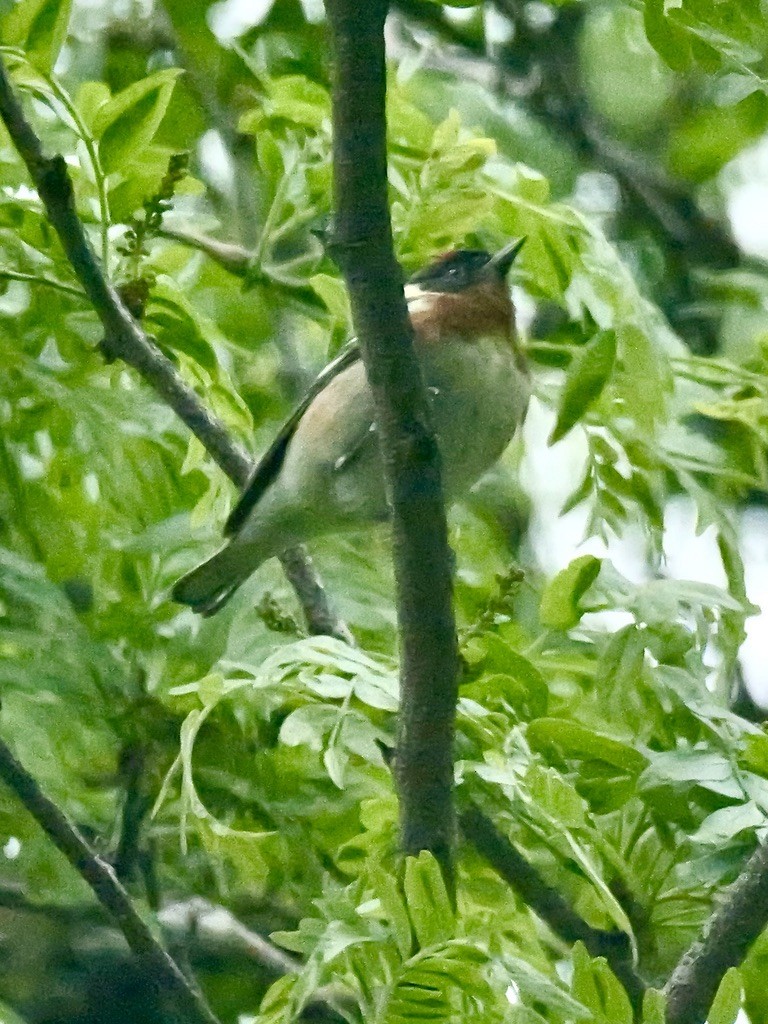 Bay-breasted Warbler - ML619124098