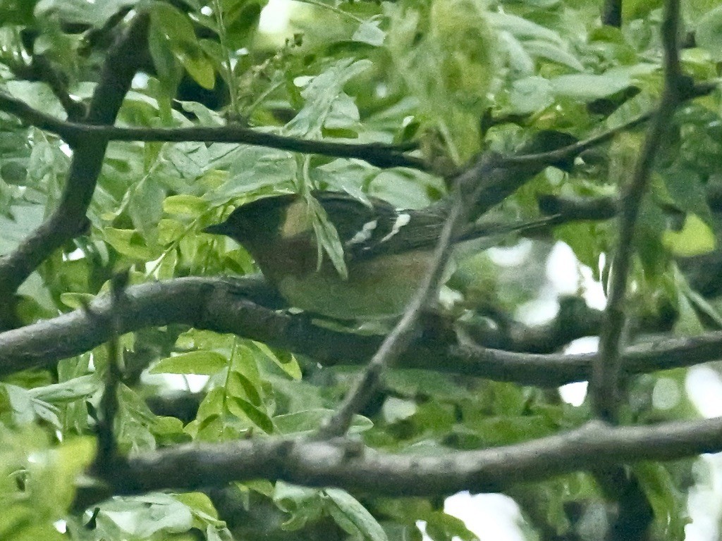 Bay-breasted Warbler - ML619124100