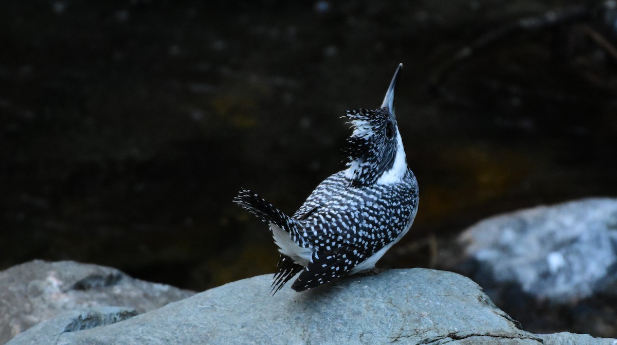 Crested Kingfisher - ML619124224