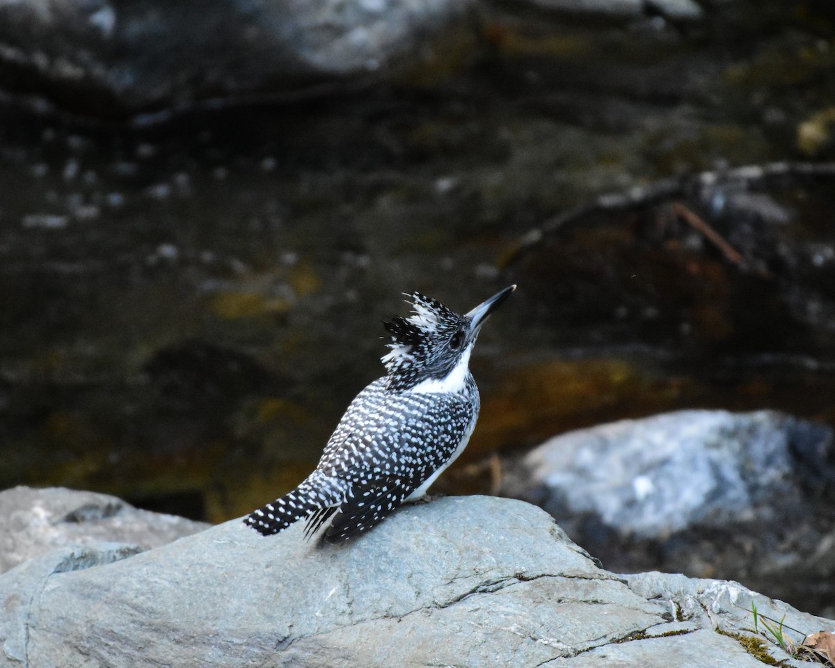 Crested Kingfisher - ML619124225