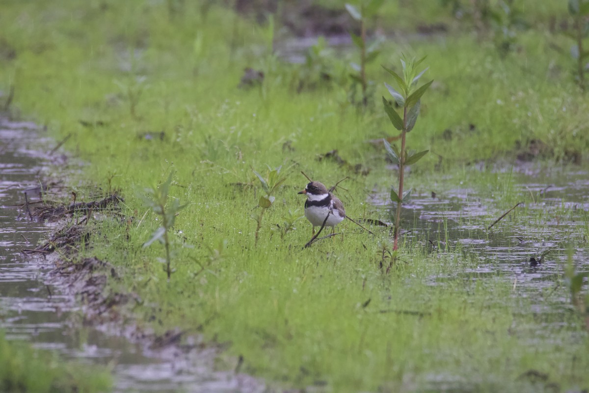 Semipalmated Plover - ML619124278