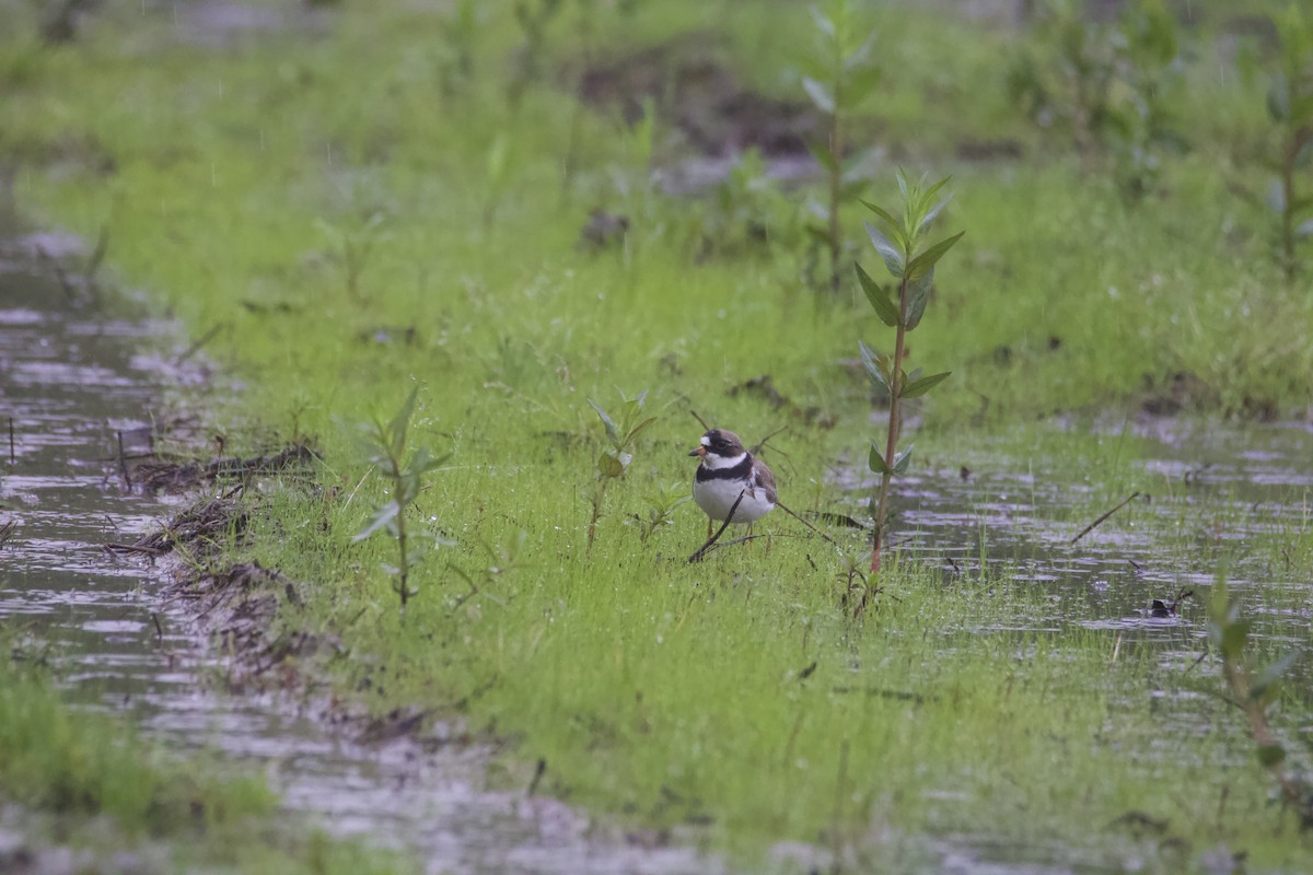 Semipalmated Plover - ML619124280