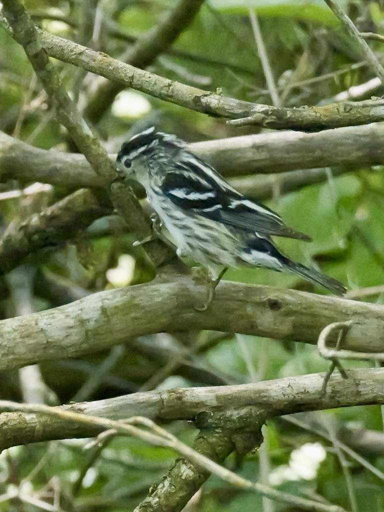 Black-and-white Warbler - ML619124294