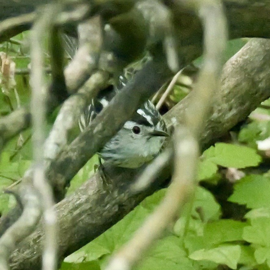 Black-and-white Warbler - ML619124295