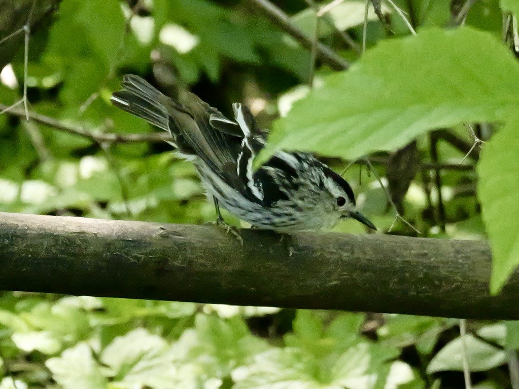 Black-and-white Warbler - ML619124297