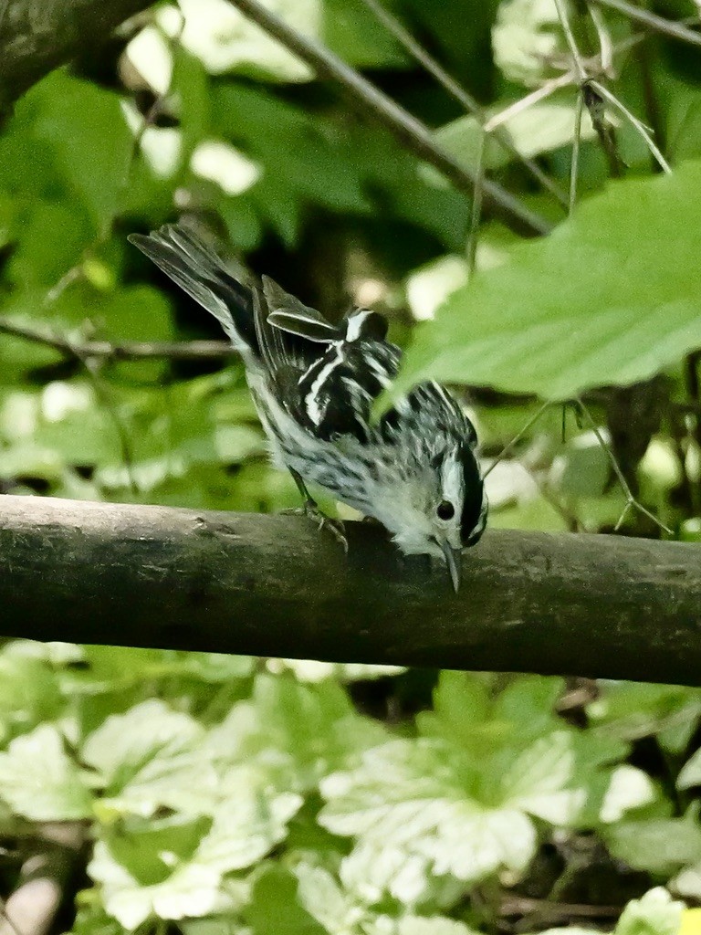 Black-and-white Warbler - ML619124299