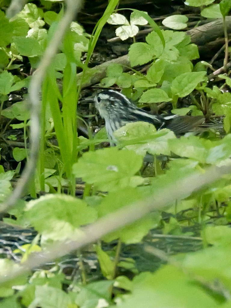 Black-and-white Warbler - ML619124300