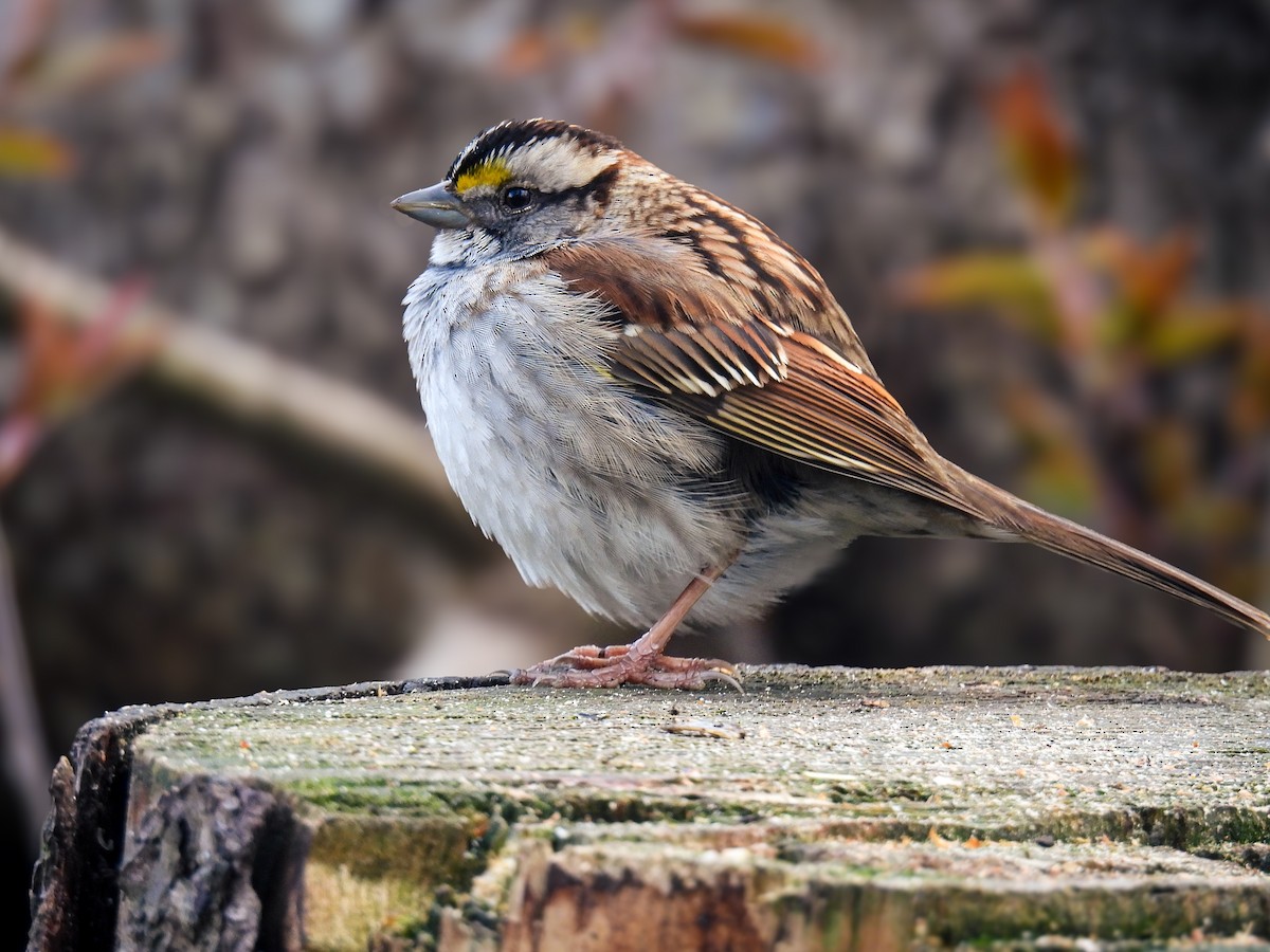 White-throated Sparrow - ML619124310