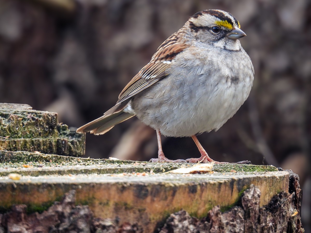 White-throated Sparrow - ML619124311