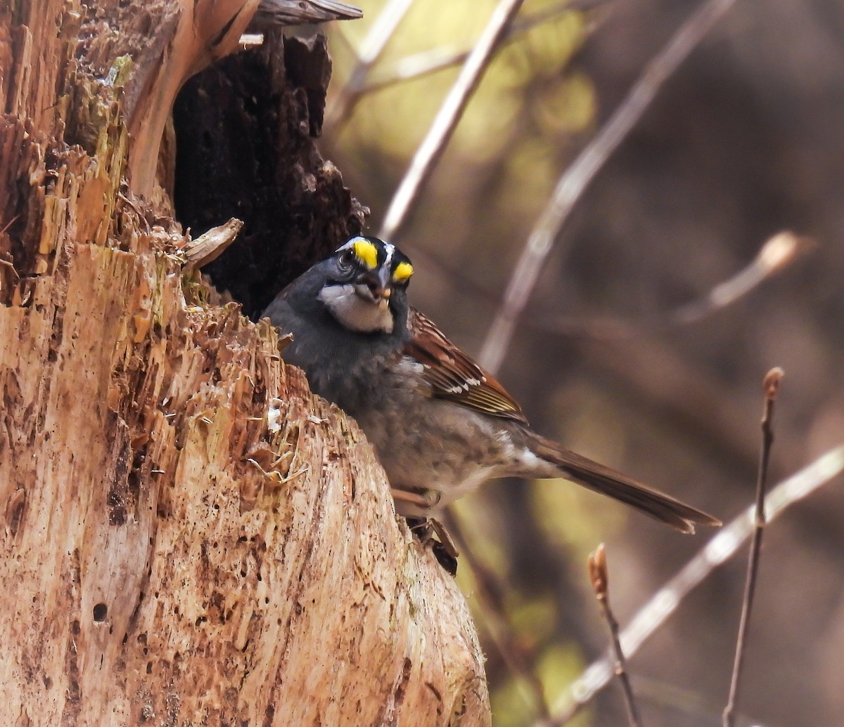 White-throated Sparrow - ML619124312