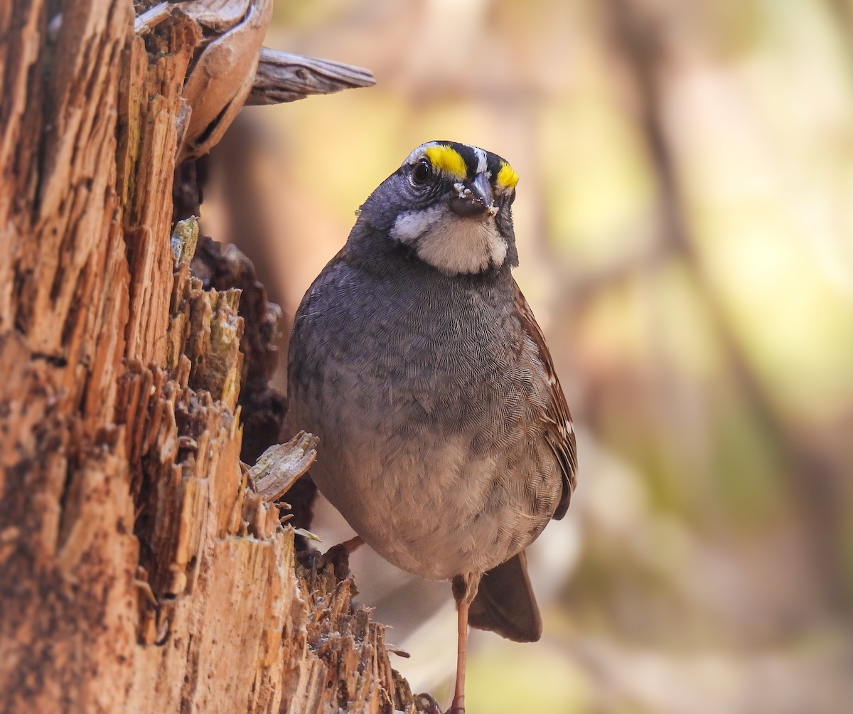 White-throated Sparrow - ML619124313