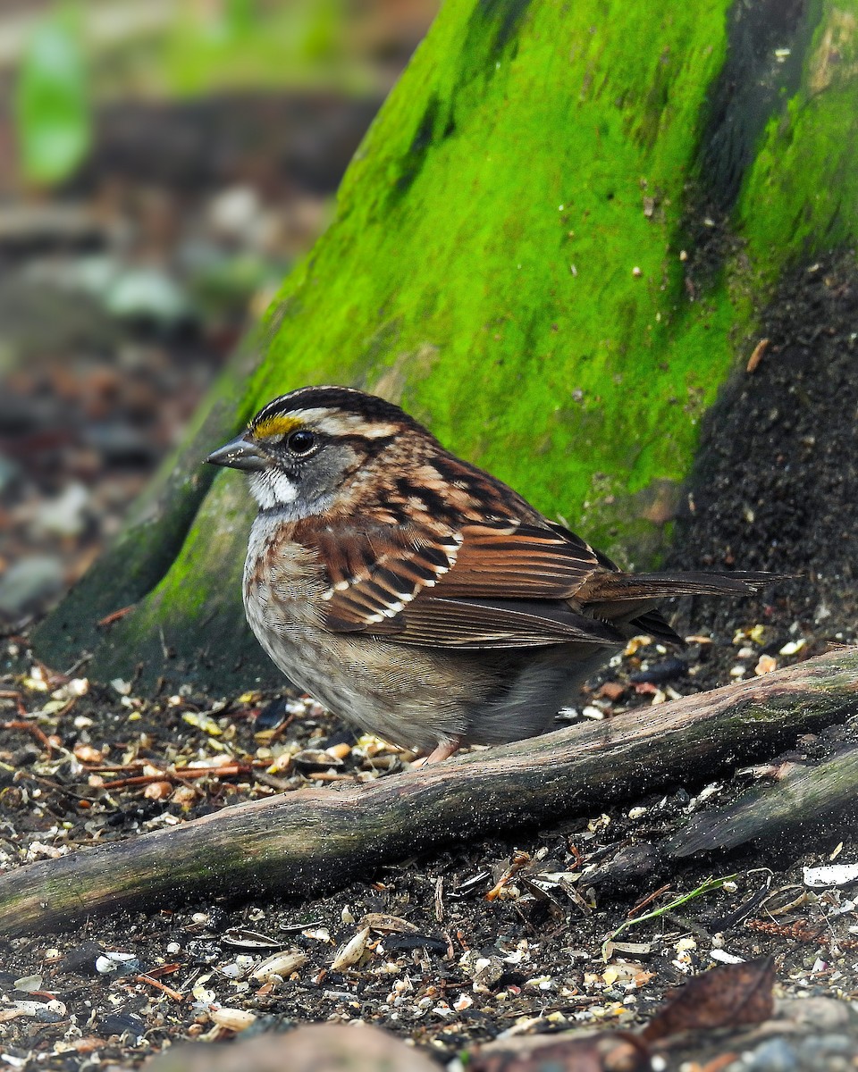White-throated Sparrow - ML619124314