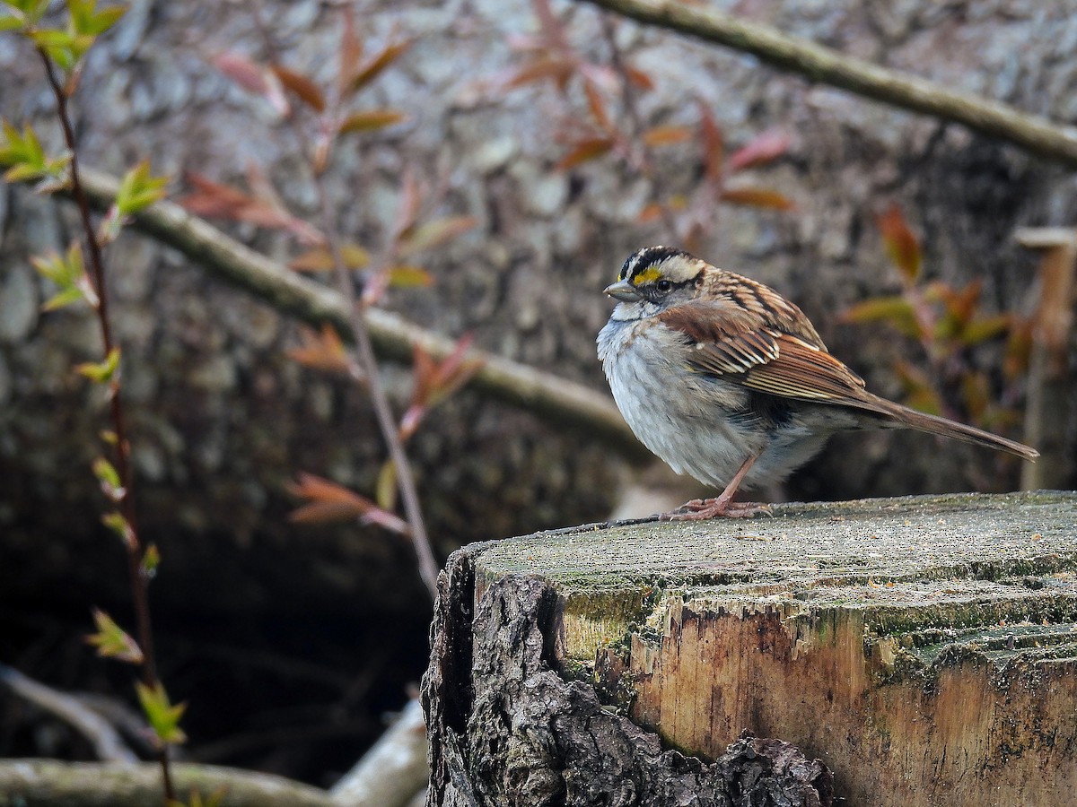 White-throated Sparrow - ML619124315