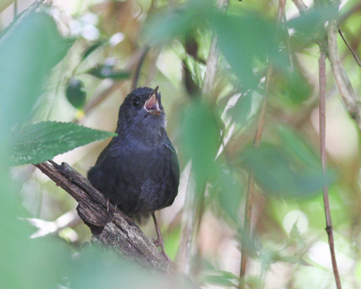 Mouse-colored Tapaculo - ML619124321