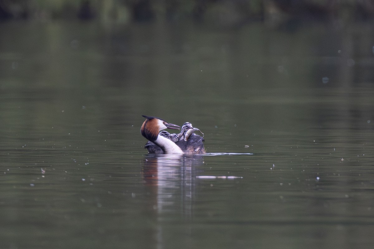Great Crested Grebe - ML619124338