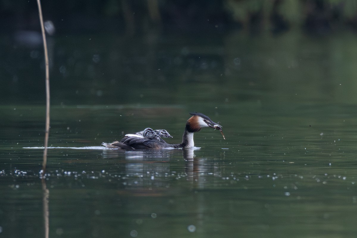 Great Crested Grebe - ML619124340