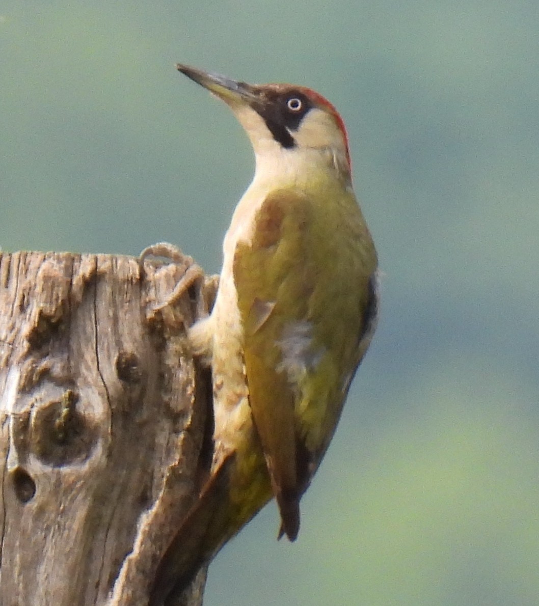 Eurasian Green Woodpecker - ML619124344