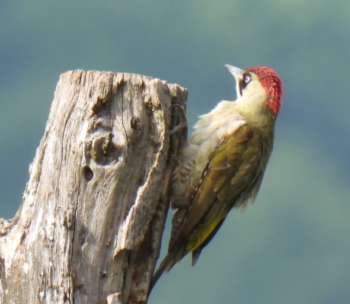 Eurasian Green Woodpecker - ML619124345