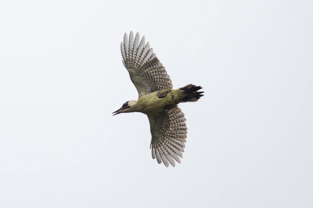 Eurasian Green Woodpecker - ML619124361