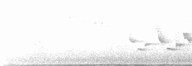 Каролинский крапивник - ML619124376