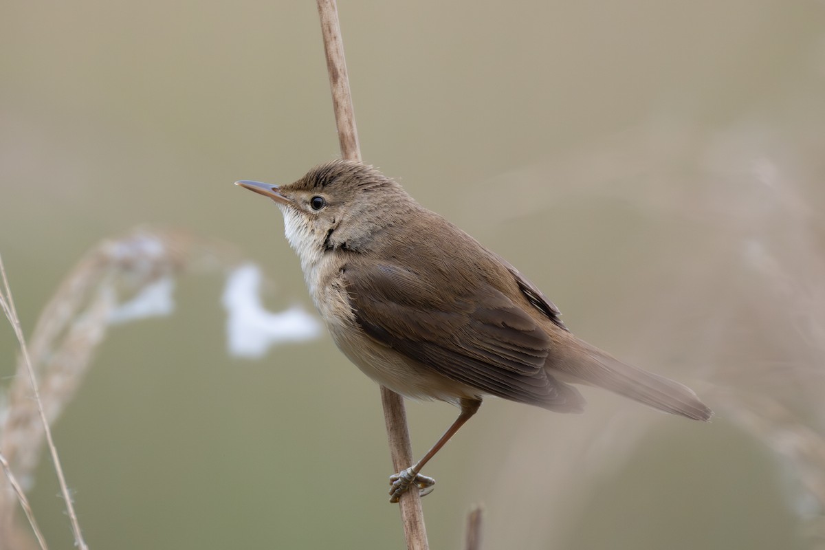 Common Reed Warbler - ML619124388