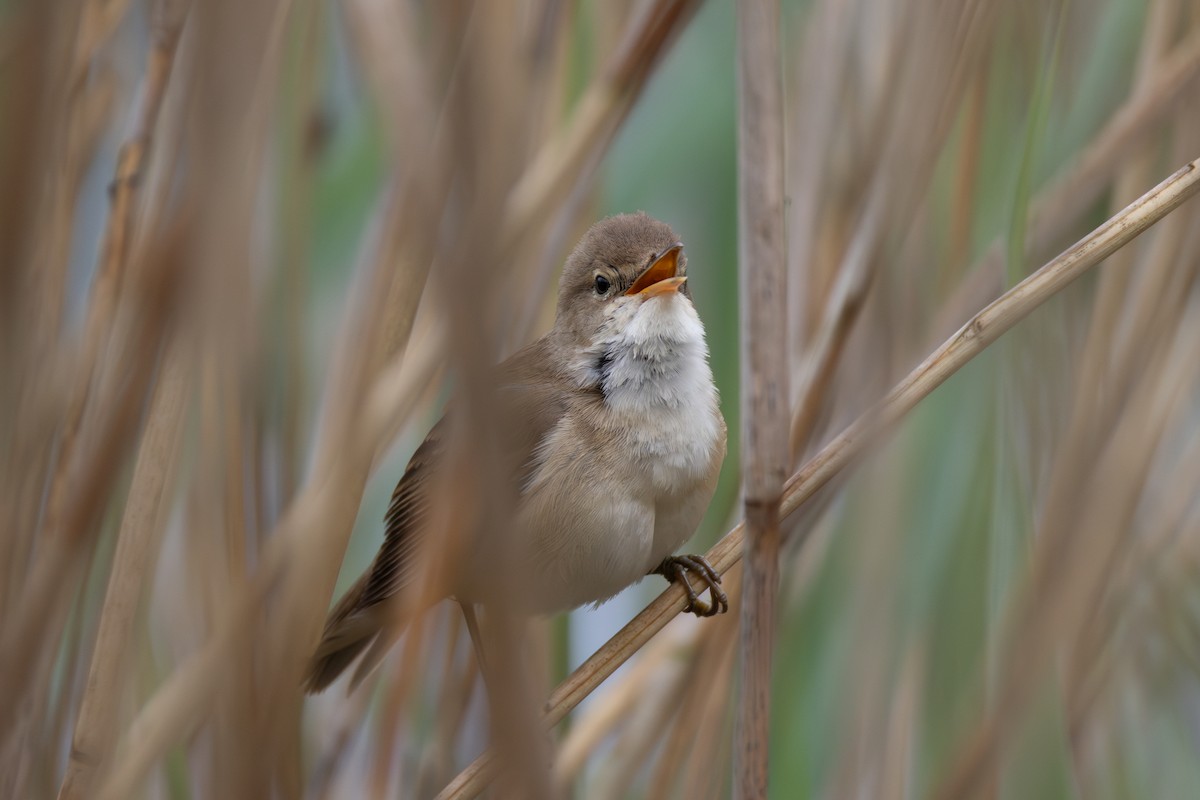 Common Reed Warbler - ML619124389