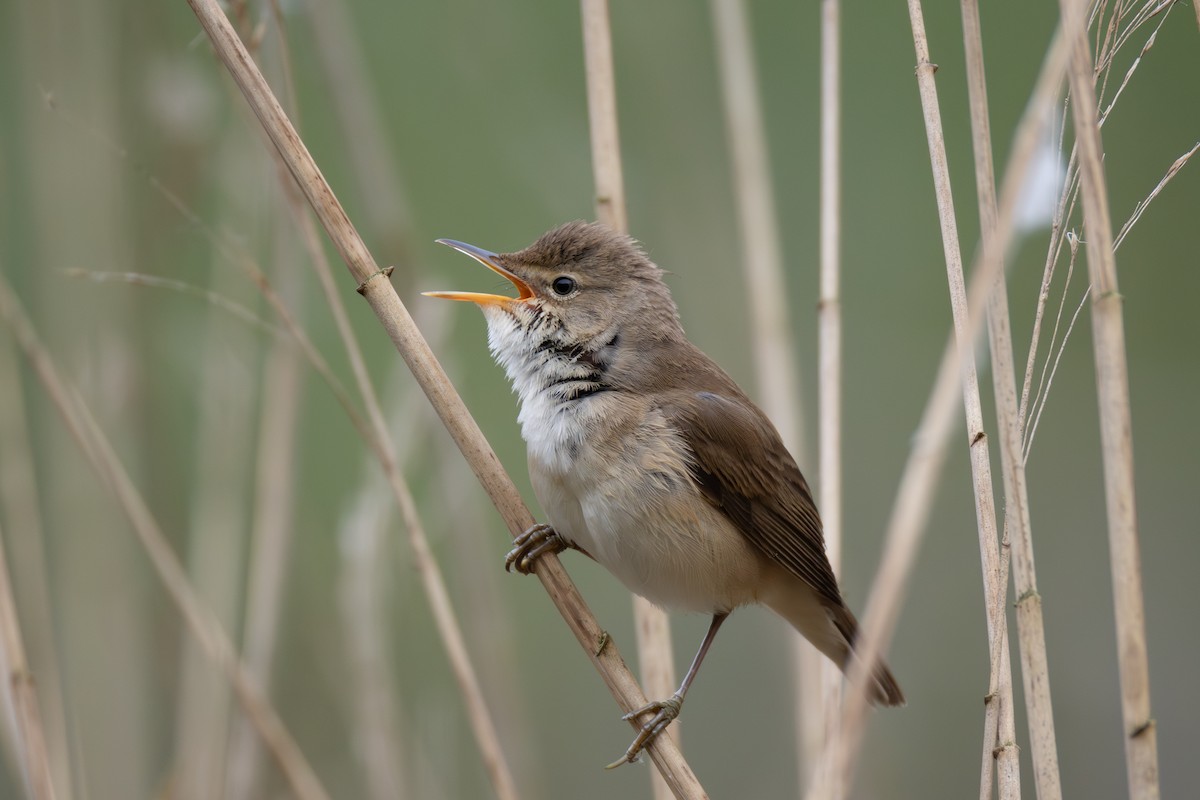 Common Reed Warbler - ML619124390