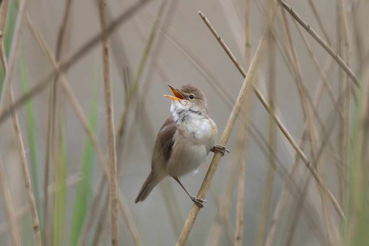 Common Reed Warbler - ML619124391