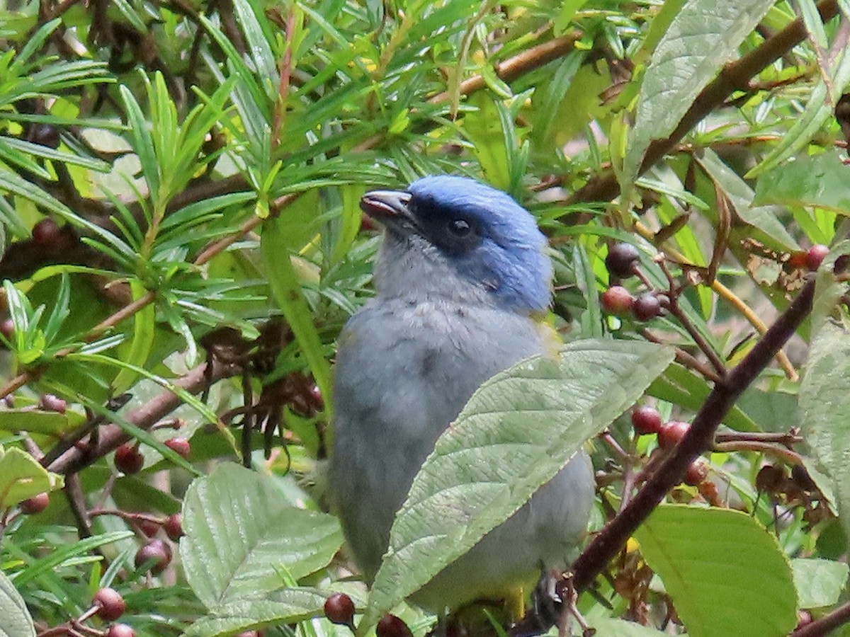 Blue-capped Tanager - ML619124432