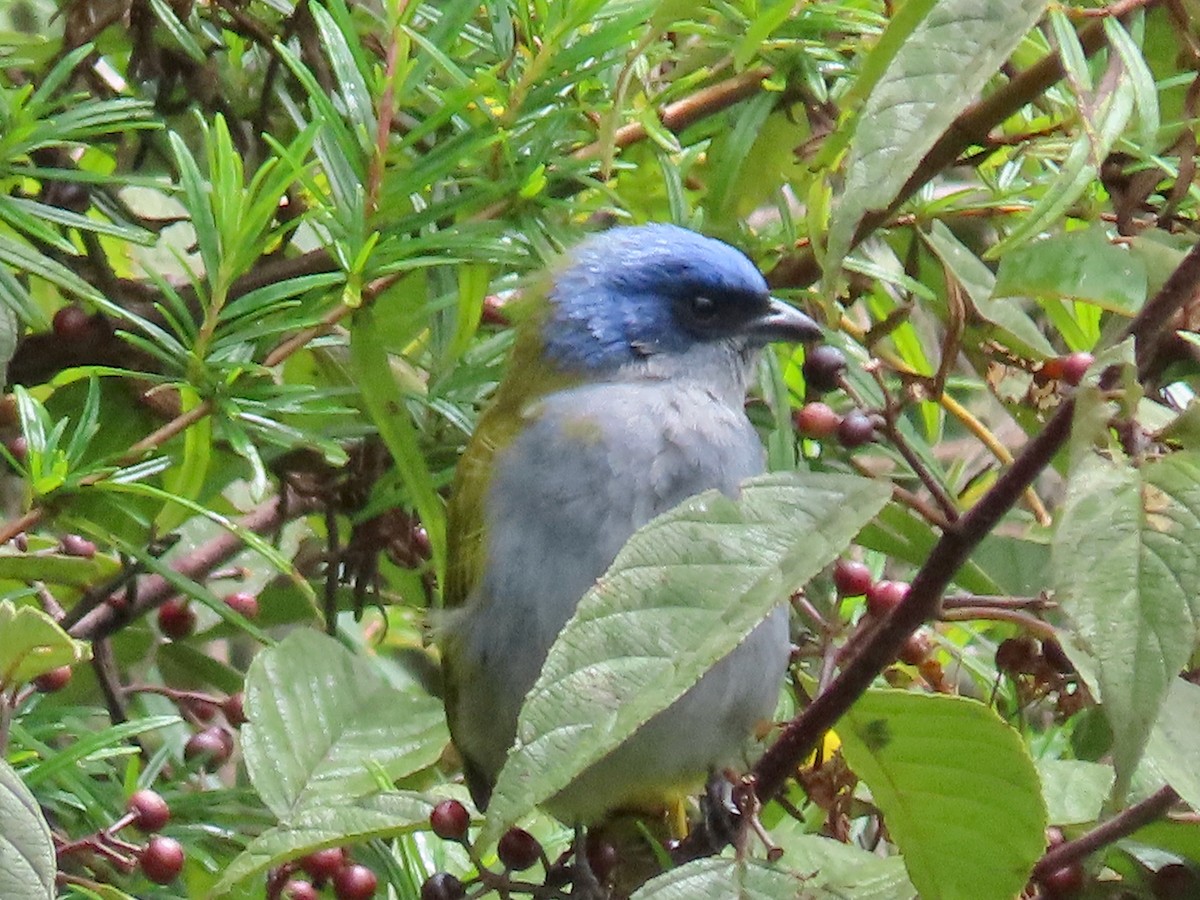 Blue-capped Tanager - ML619124439