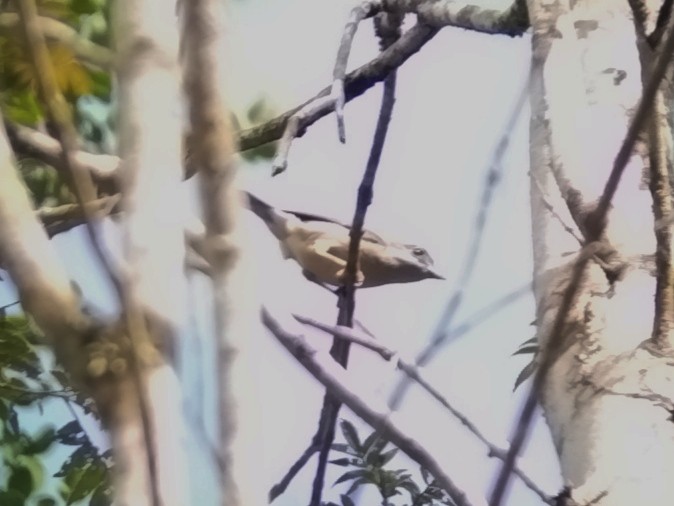White-browed Shrike-Babbler (Blyth's) - ML619124453