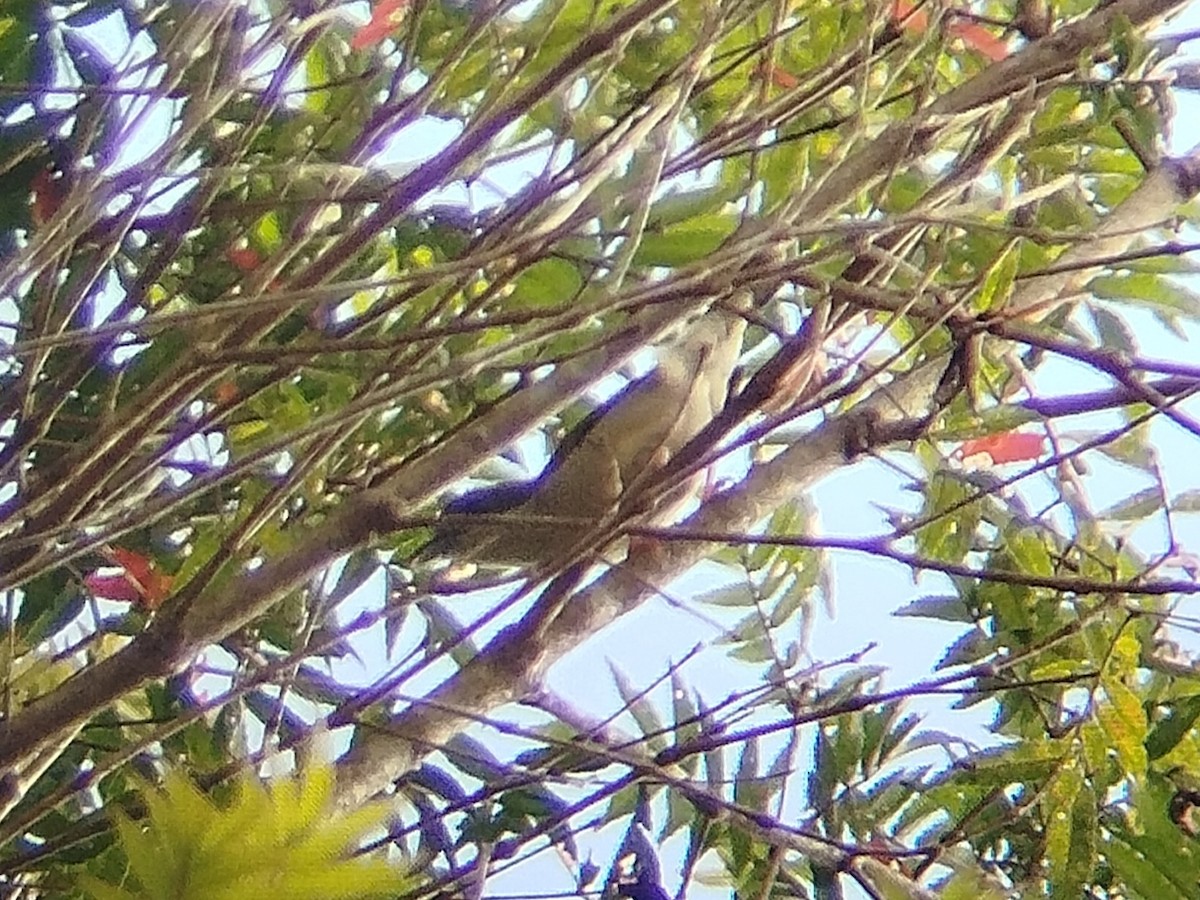 White-browed Shrike-Babbler (Blyth's) - ML619124456