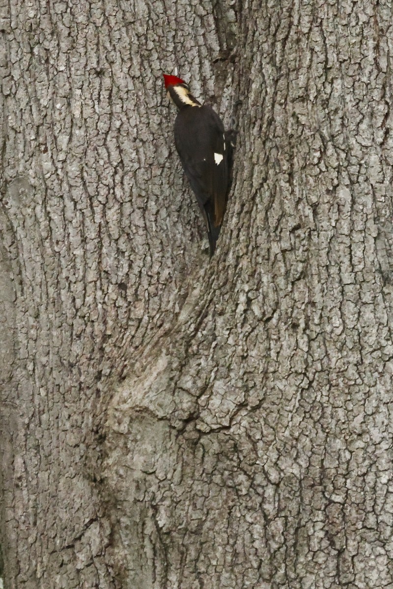 Pileated Woodpecker - ML619124470