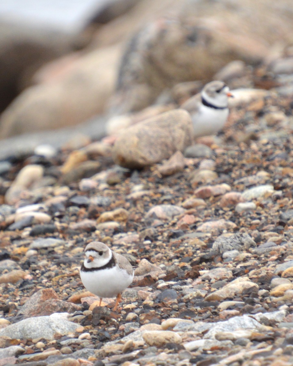 Piping Plover - ML619124475