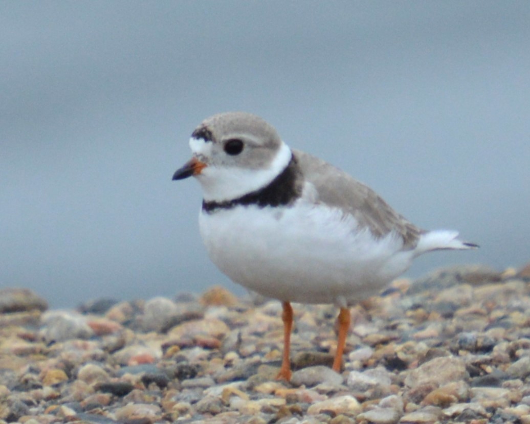 Piping Plover - ML619124476
