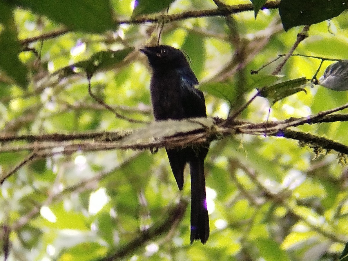 Lesser Racket-tailed Drongo - ML619124489