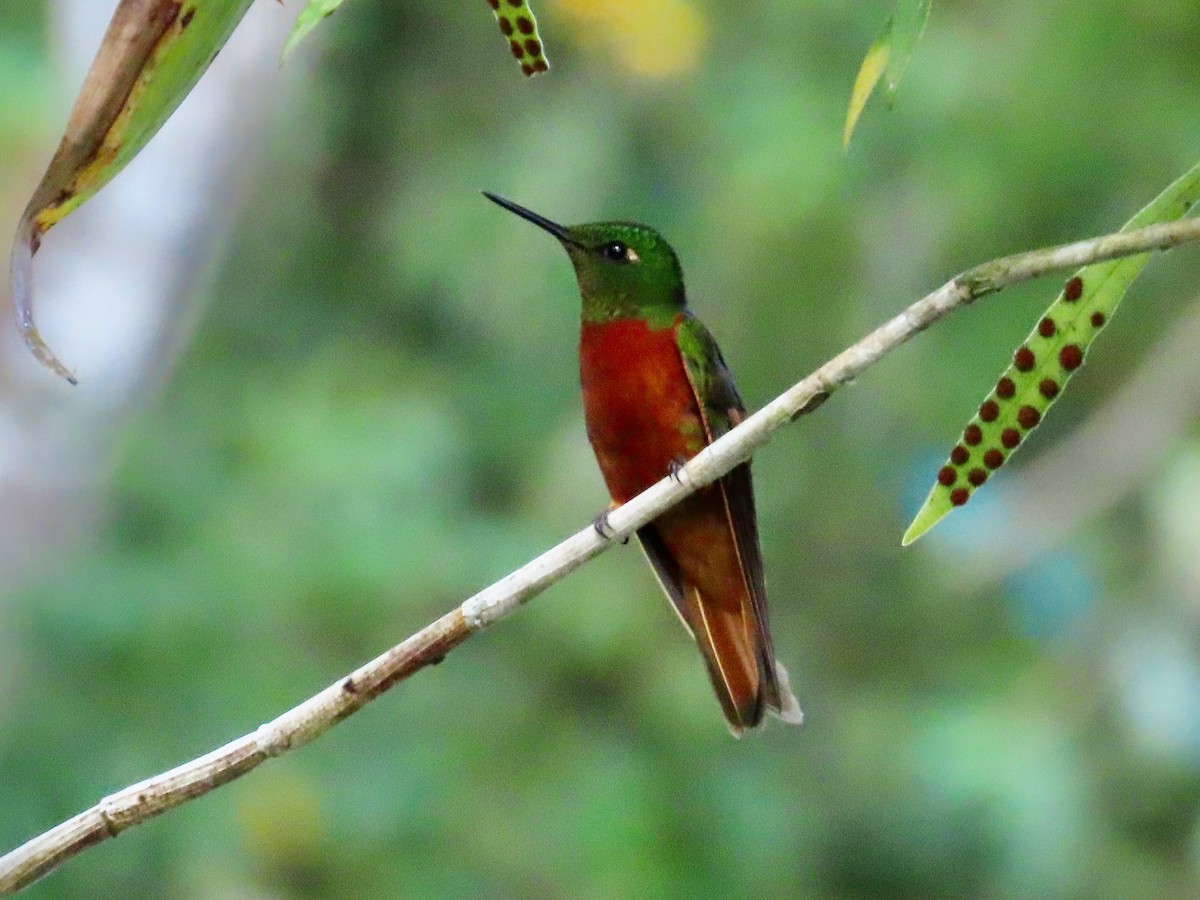 kolibřík peruánský - ML619124493