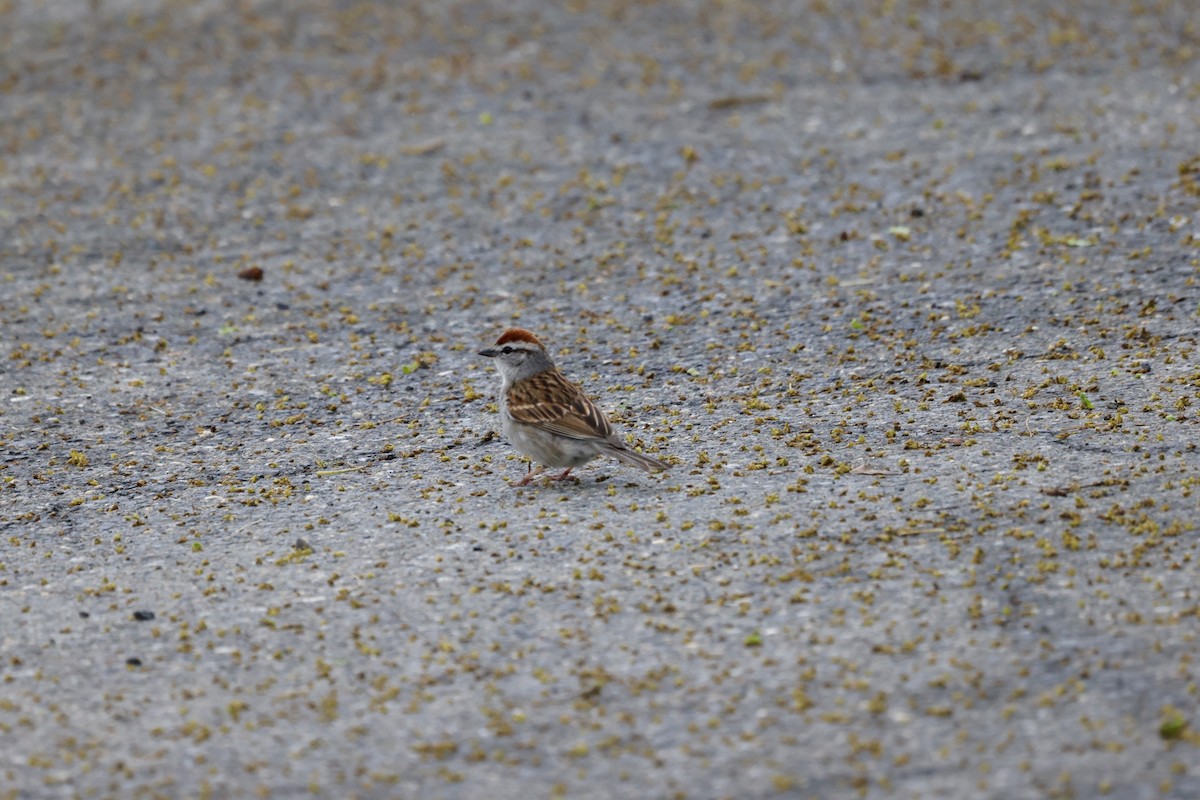 Chipping Sparrow - ML619124507