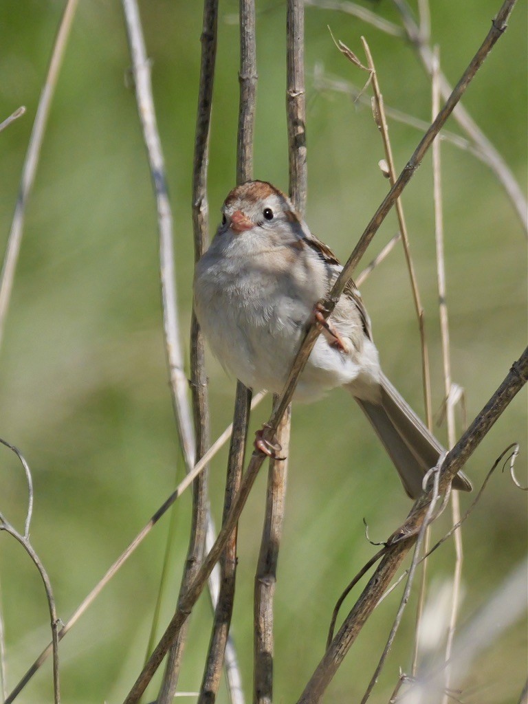 Field Sparrow - ML619124511