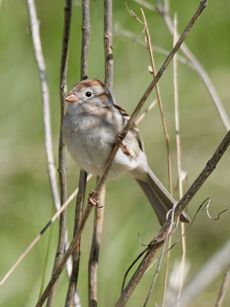 Field Sparrow - ML619124513